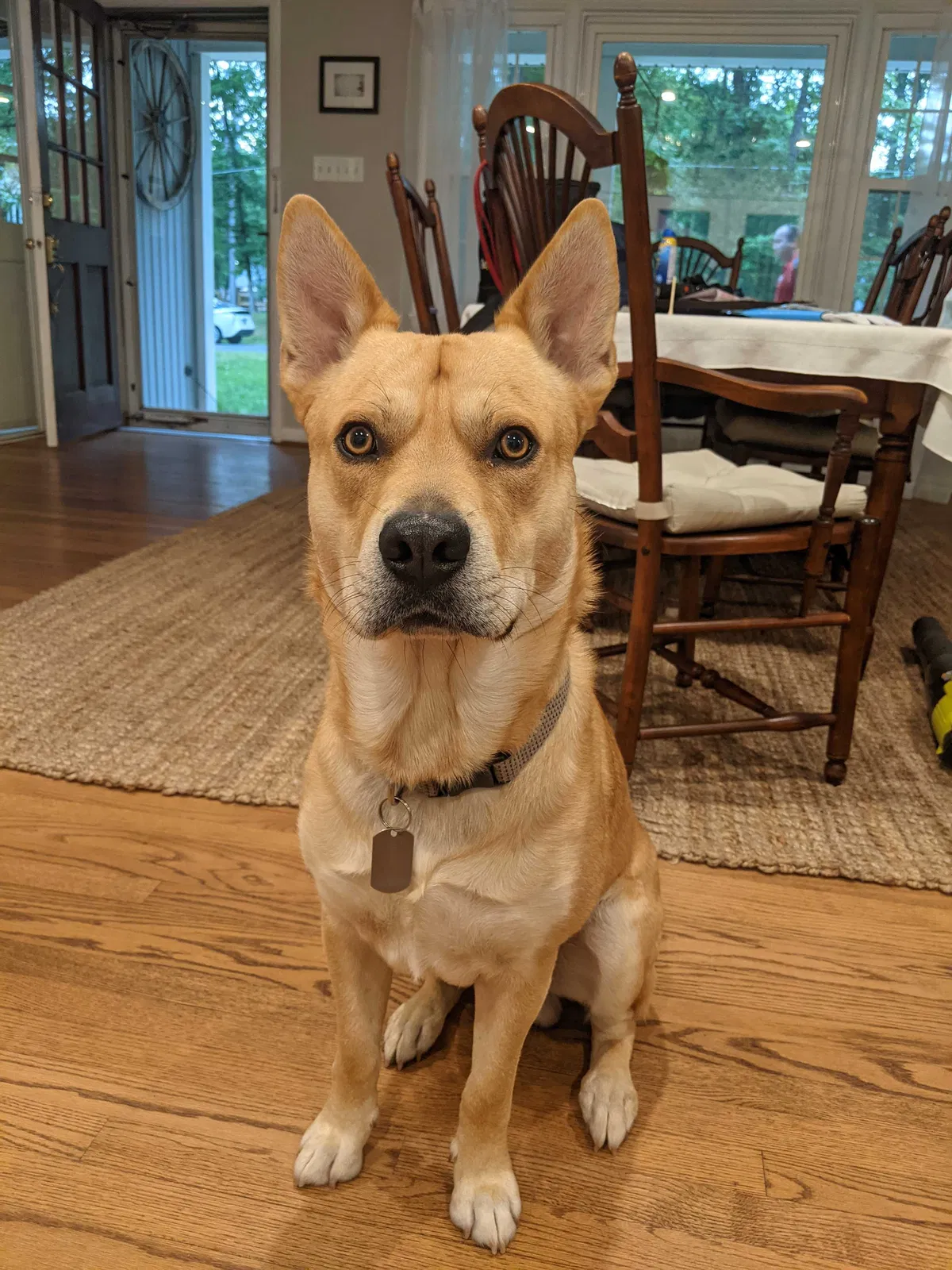 Lost dog in Rockville, MD, 20853