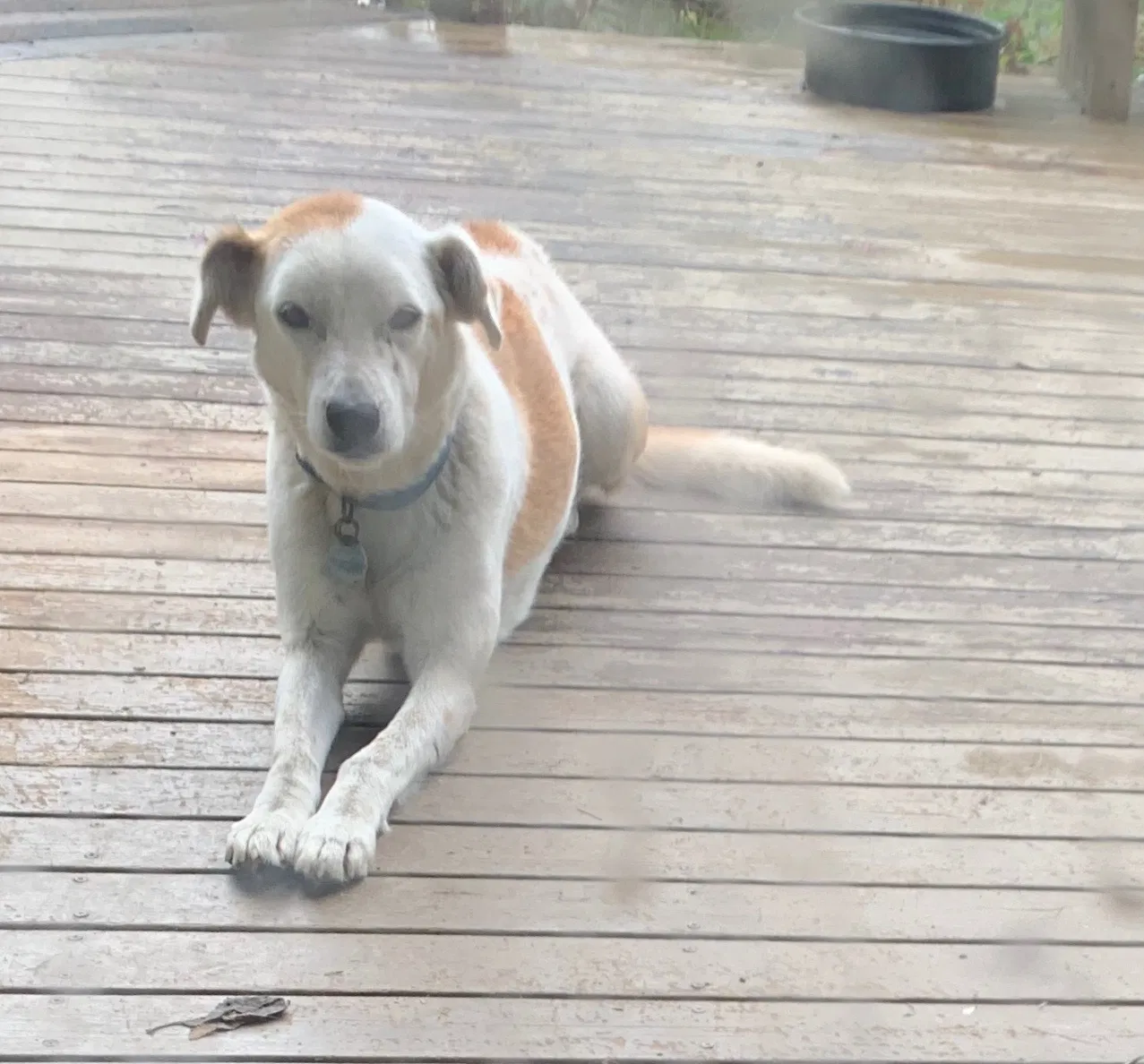 Lost dog in Fall City, WA, 98024