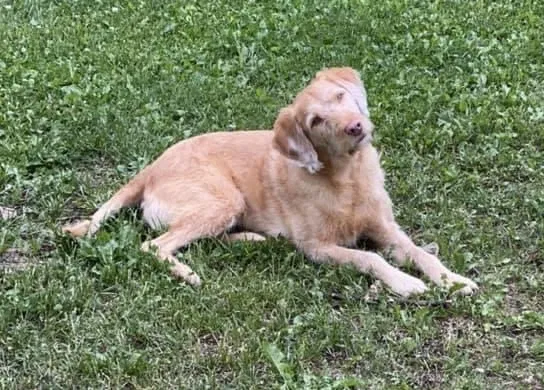 Lost dog in Duluth, MN, 55810