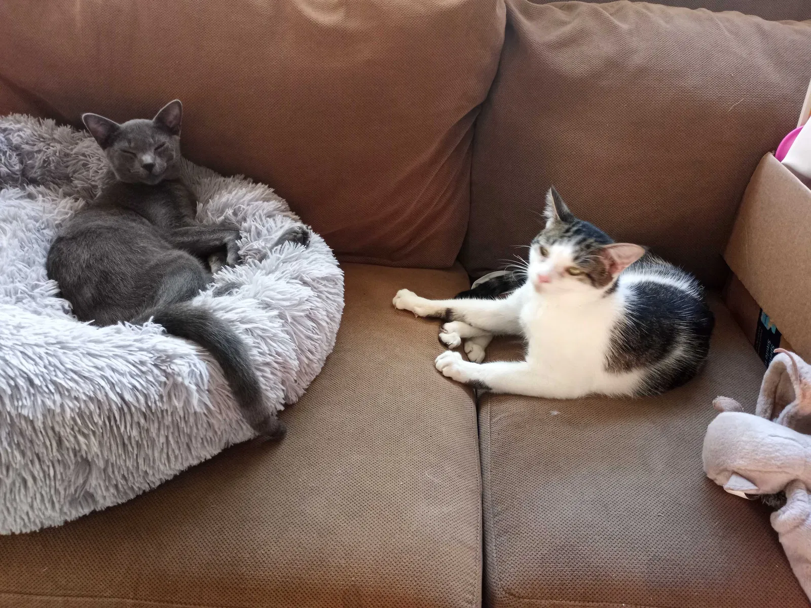 Lost cat in Knoxville, TN, 37921