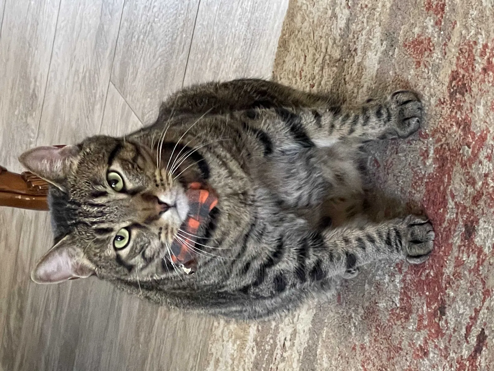 Lost cat in Escondido, CA, 92026