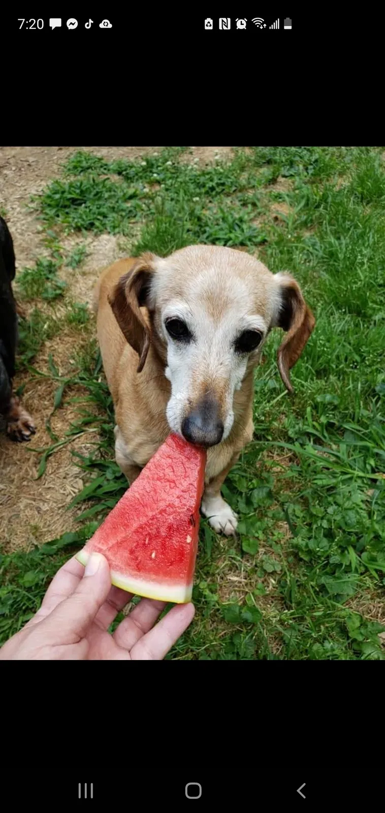 Lost dog in Junction City, KY, 40440
