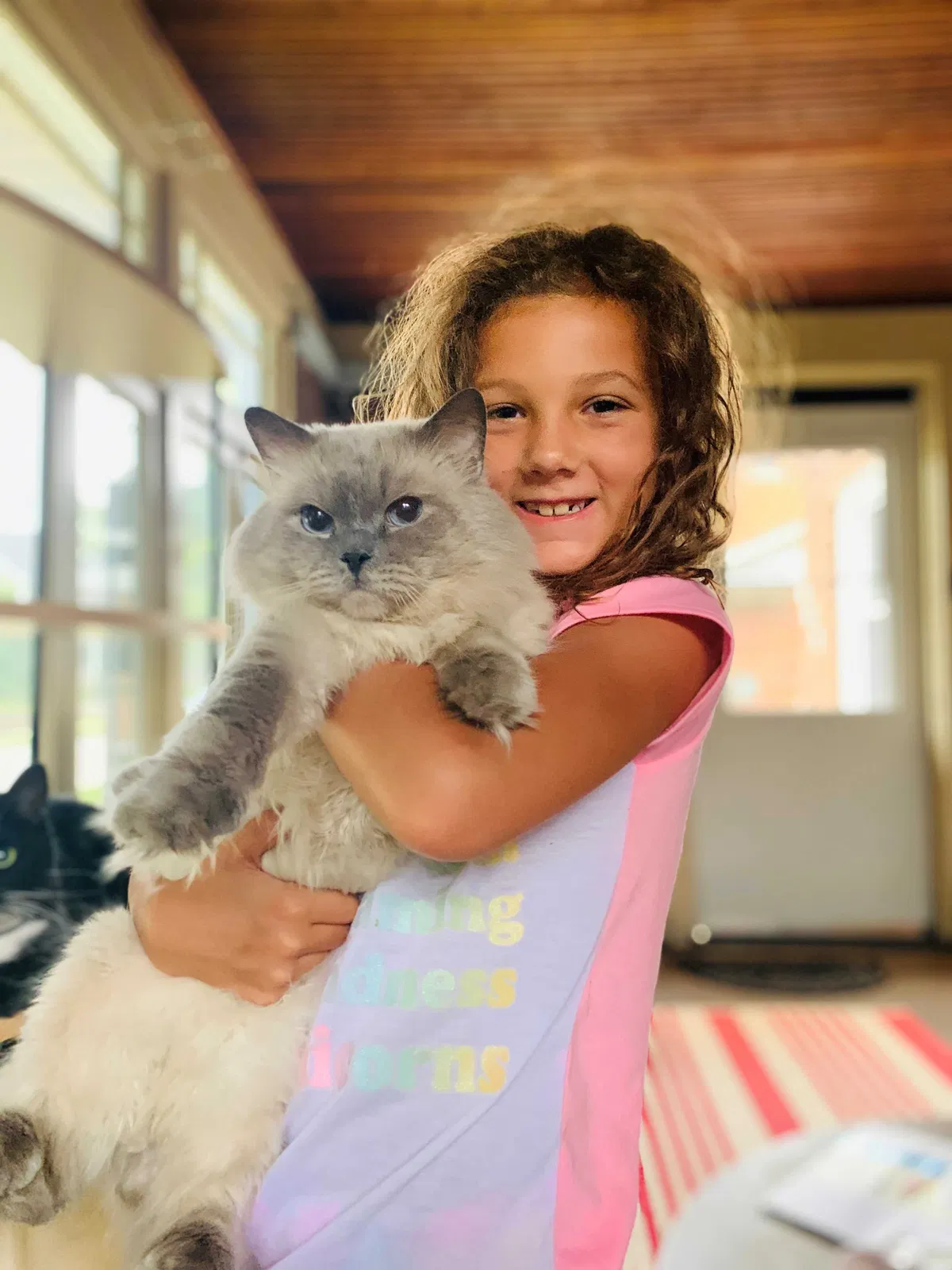 Lost cat in Joliet, IL, 60435