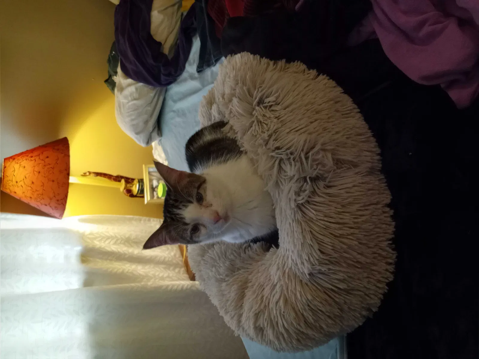 Lost cat in Knoxville, TN, 37921