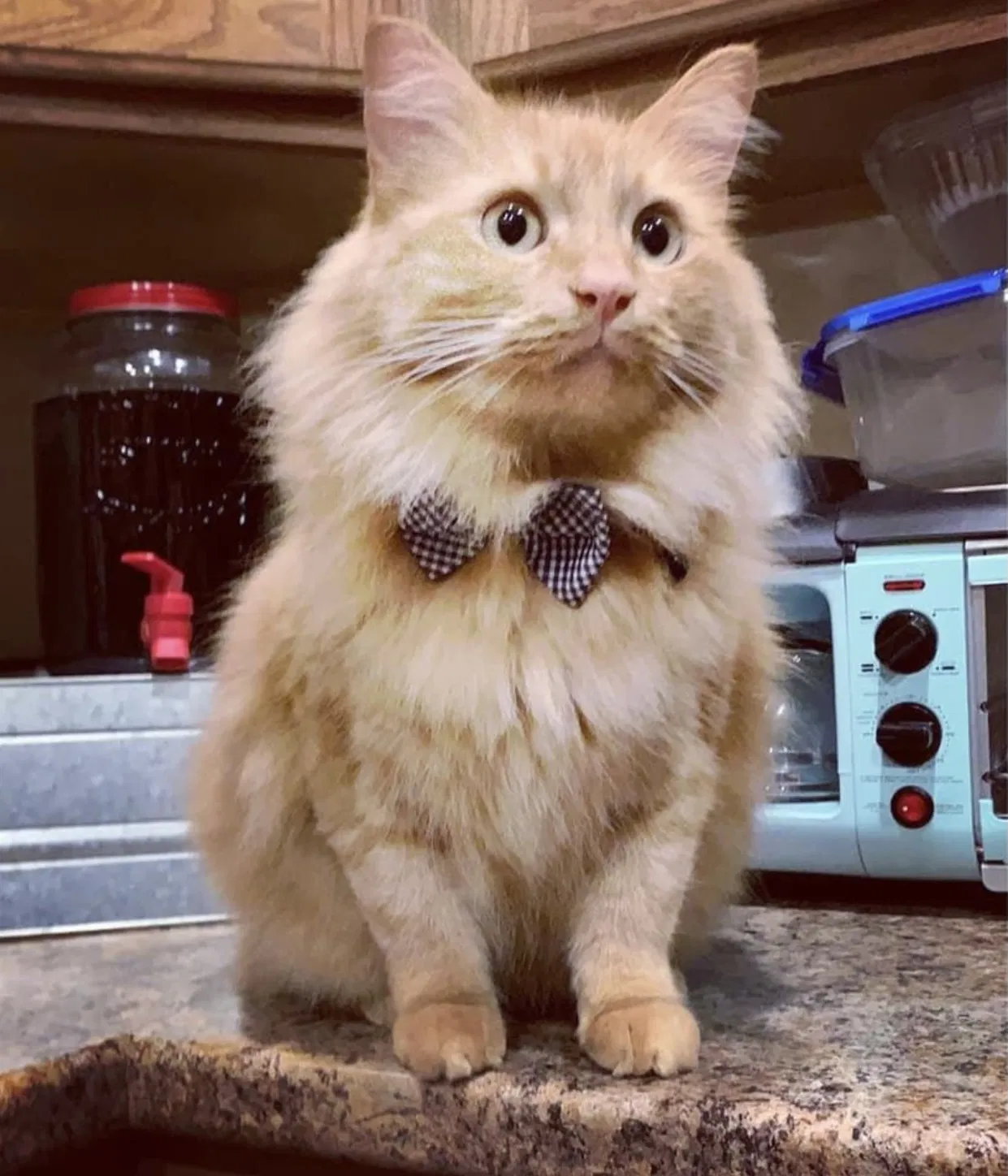 Lost cat in Summerville, SC, 29483