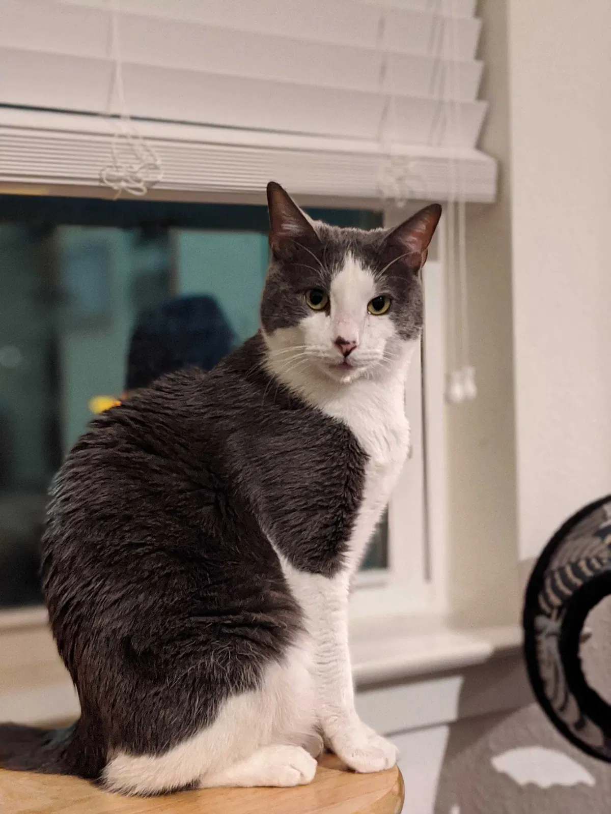 Lost cat in Rowlett, TX, 75088
