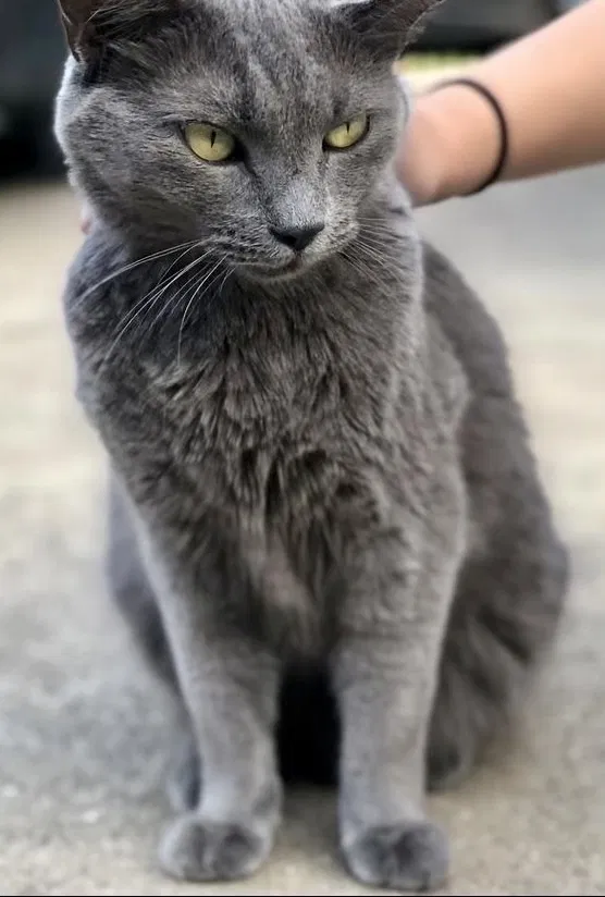Lost cat in Bedford, TX, 76021