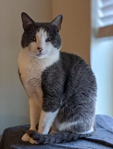 Lost cat in Rowlett, TX, 75088