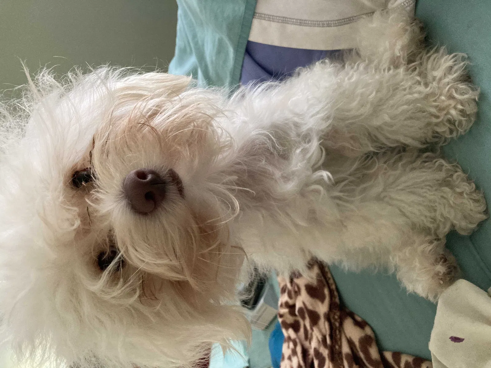 Lost dog in Deland, FL, 32724