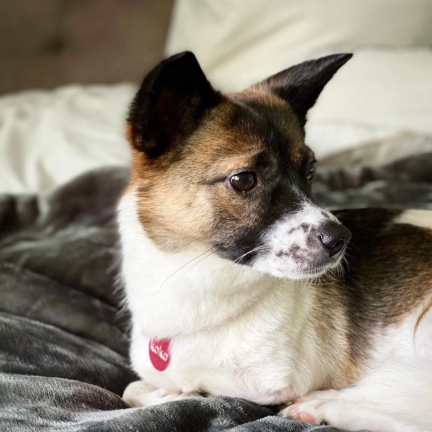 Lost dog in Holliston, MA, 1746