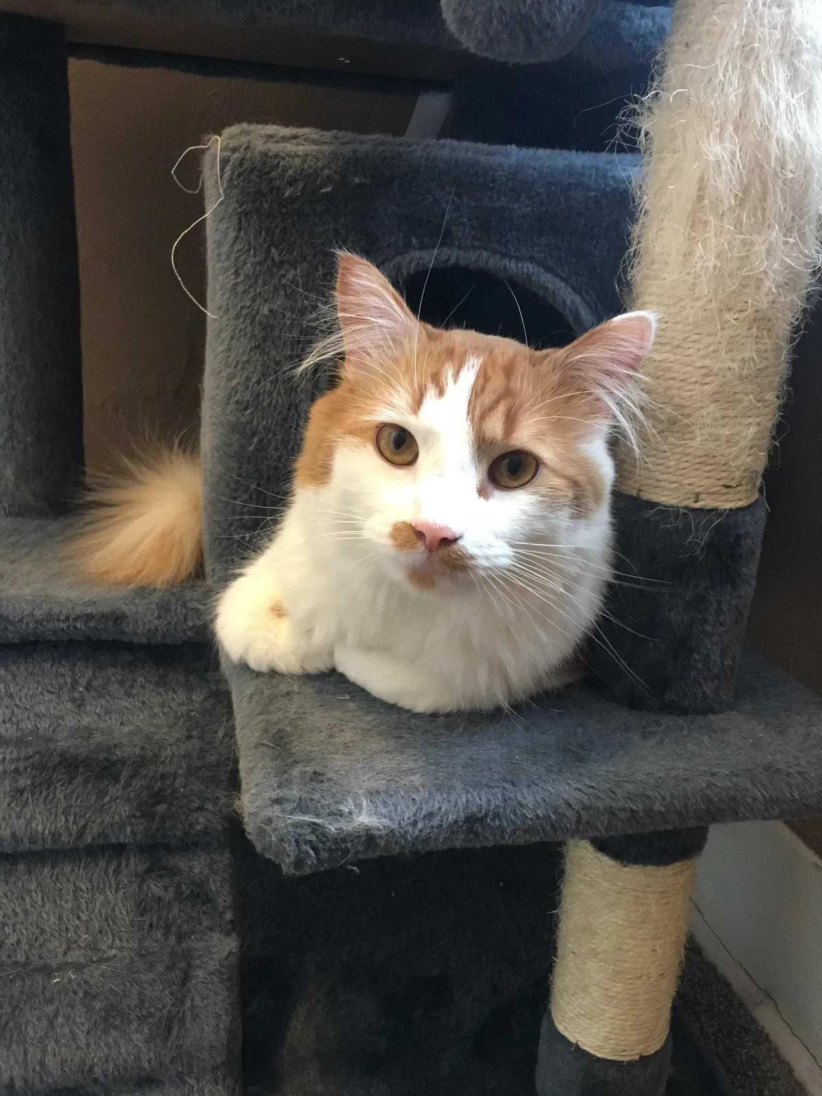 Lost cat in Pittsburgh, PA, 15229