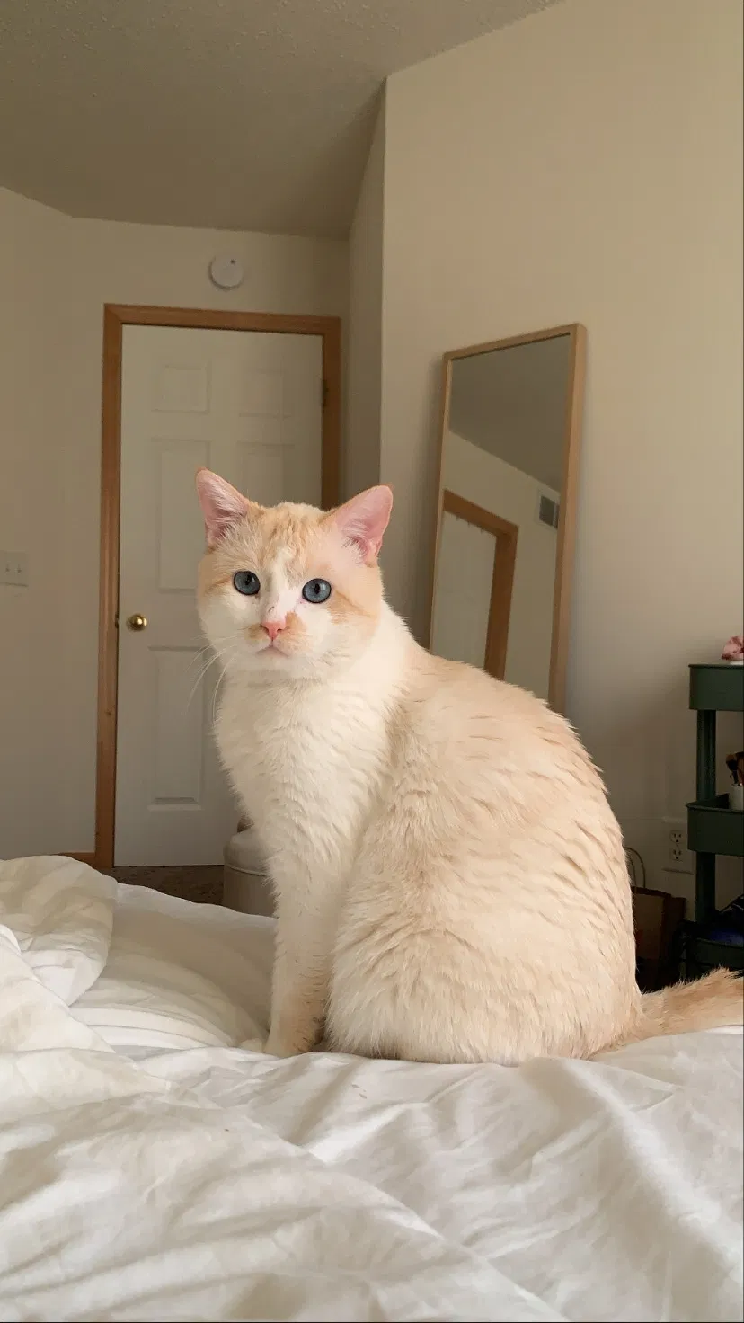Lost cat in Cottage Grove, MN, 55016
