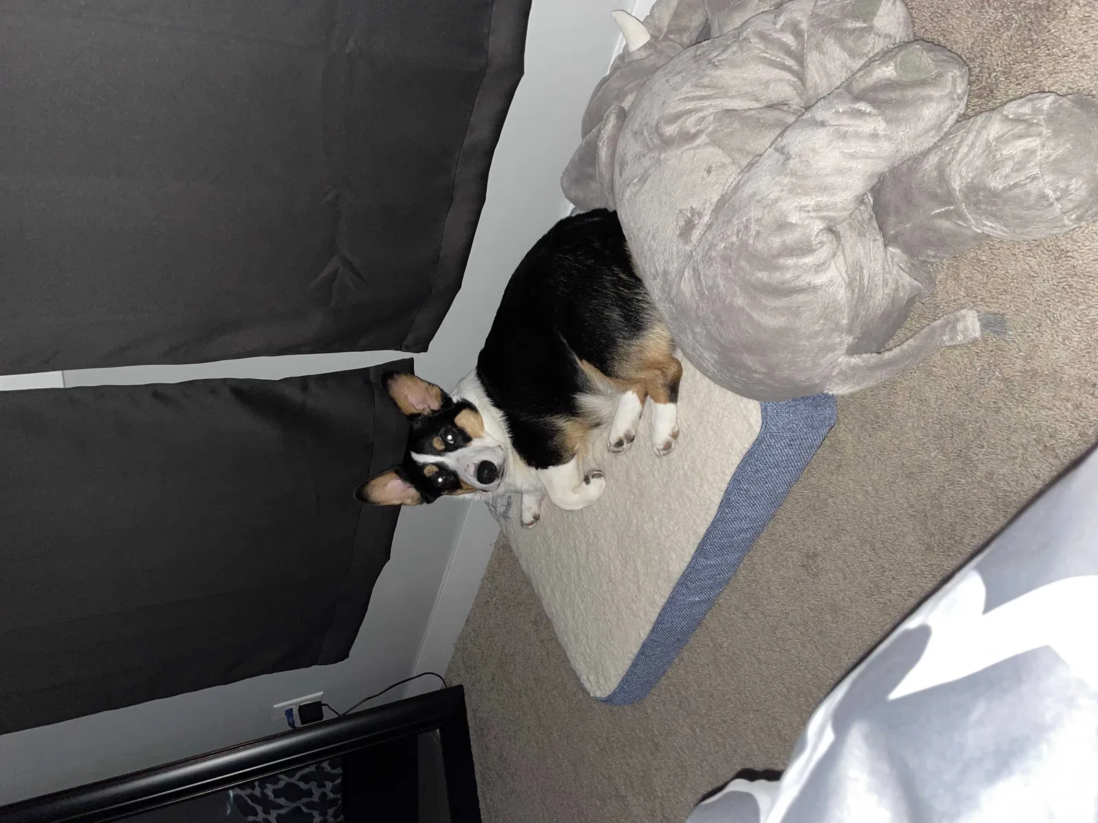 Lost dog in New Weston, OH, 45348