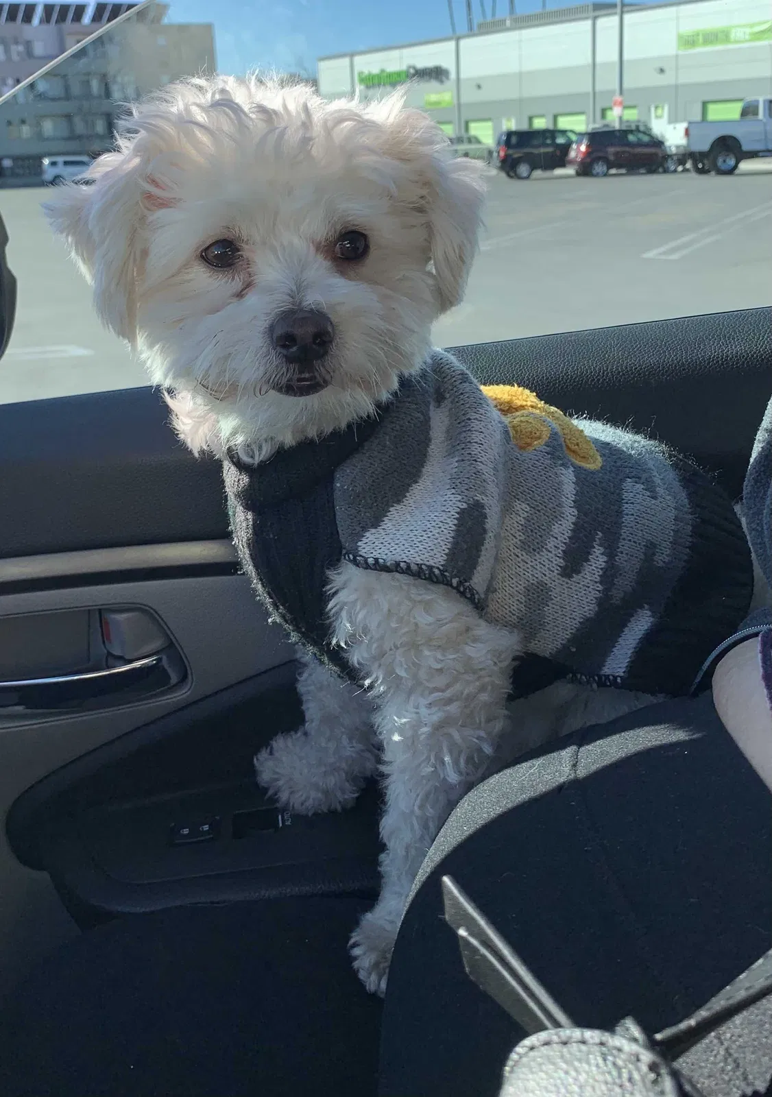 Lost dog in North Hills, CA, 91343