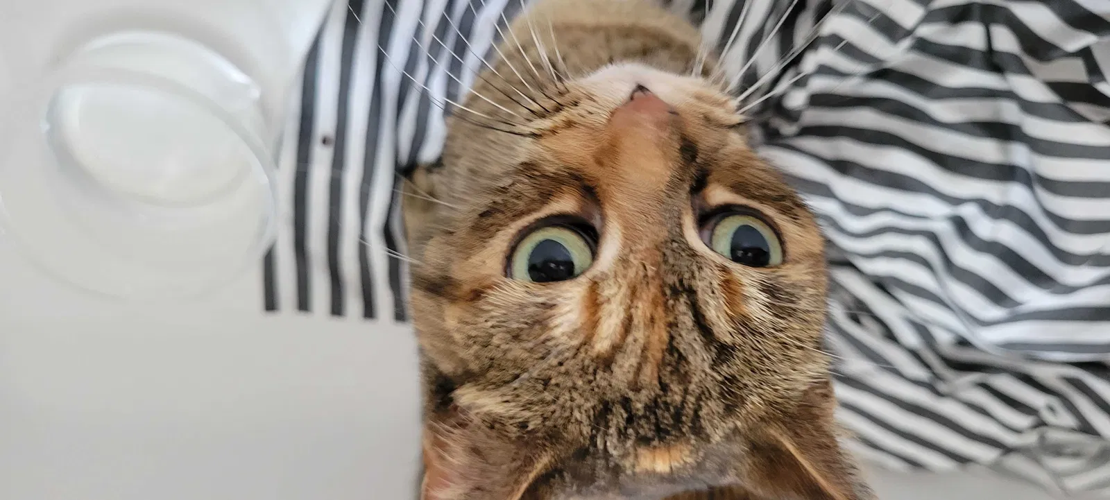 Found cat in Janesville, WI, 53545