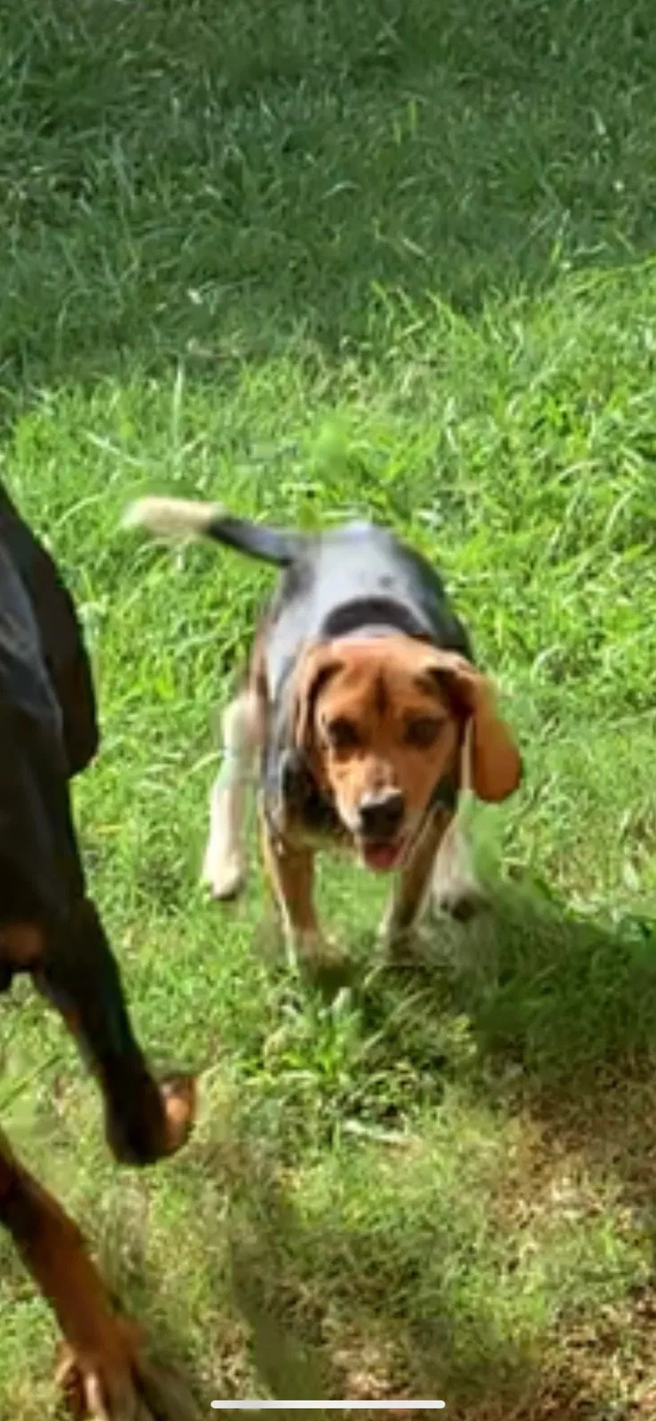 Lost dog in Terrell, TX, 75160