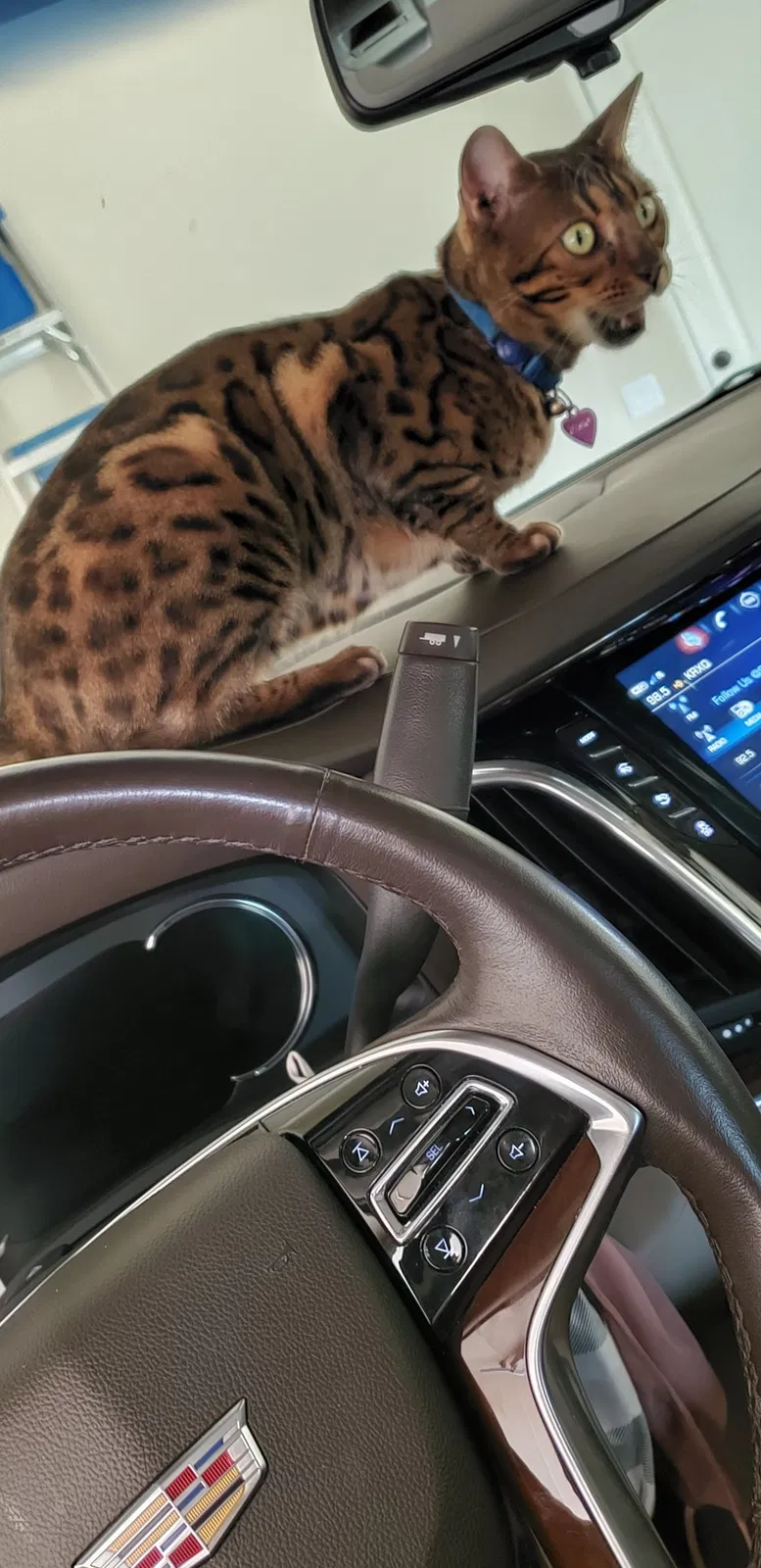 Lost cat in Carmichael, CA, 95608