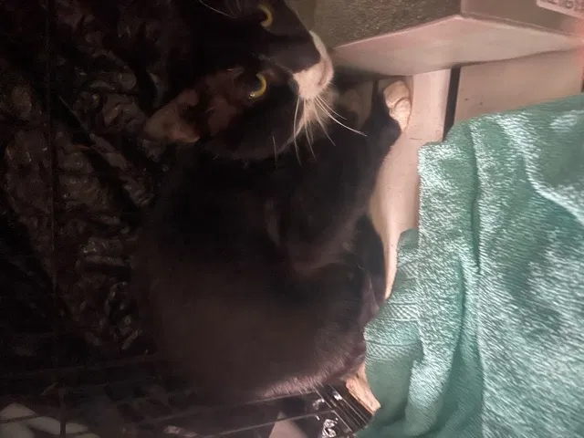 Found cat in Kathleen, GA, 31047