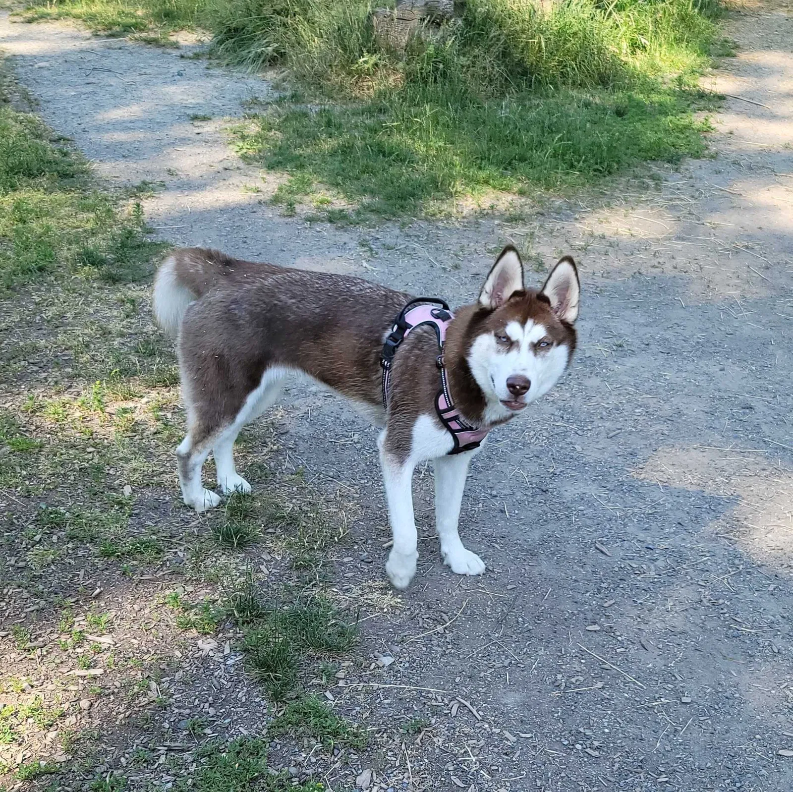 Lost dog in Tacoma, WA, 98408