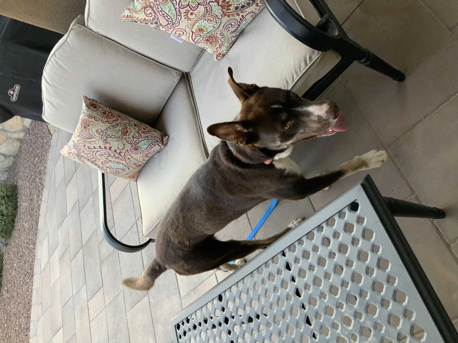Found dog in Las Cruces, NM, 88012