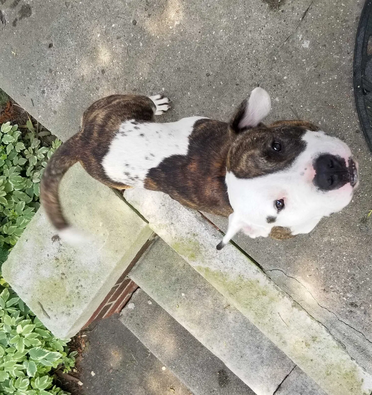 Found dog in Detroit, MI, 48205