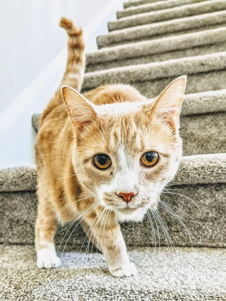Lost cat in Woodstock, GA, 30188