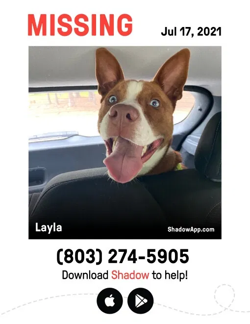 Lost dog in Gastonia, NC, 28052