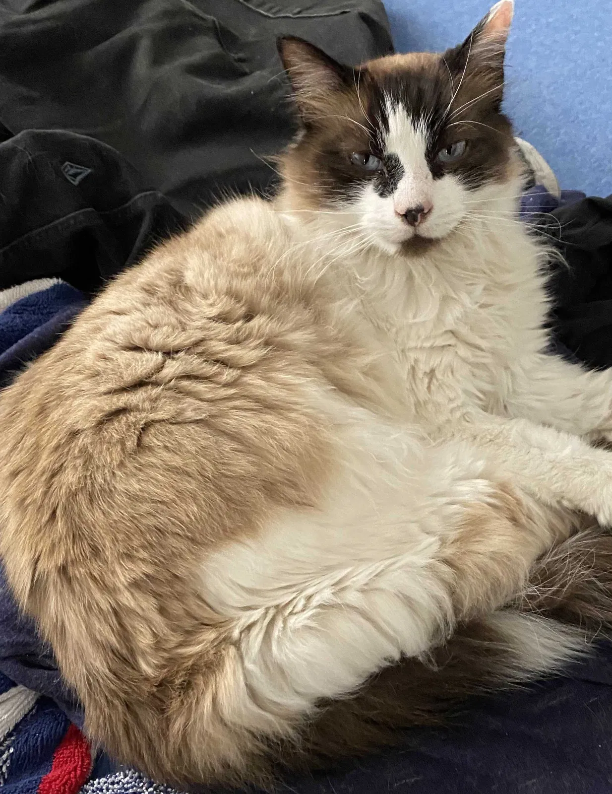 Lost cat in Minneapolis, MN, 55418