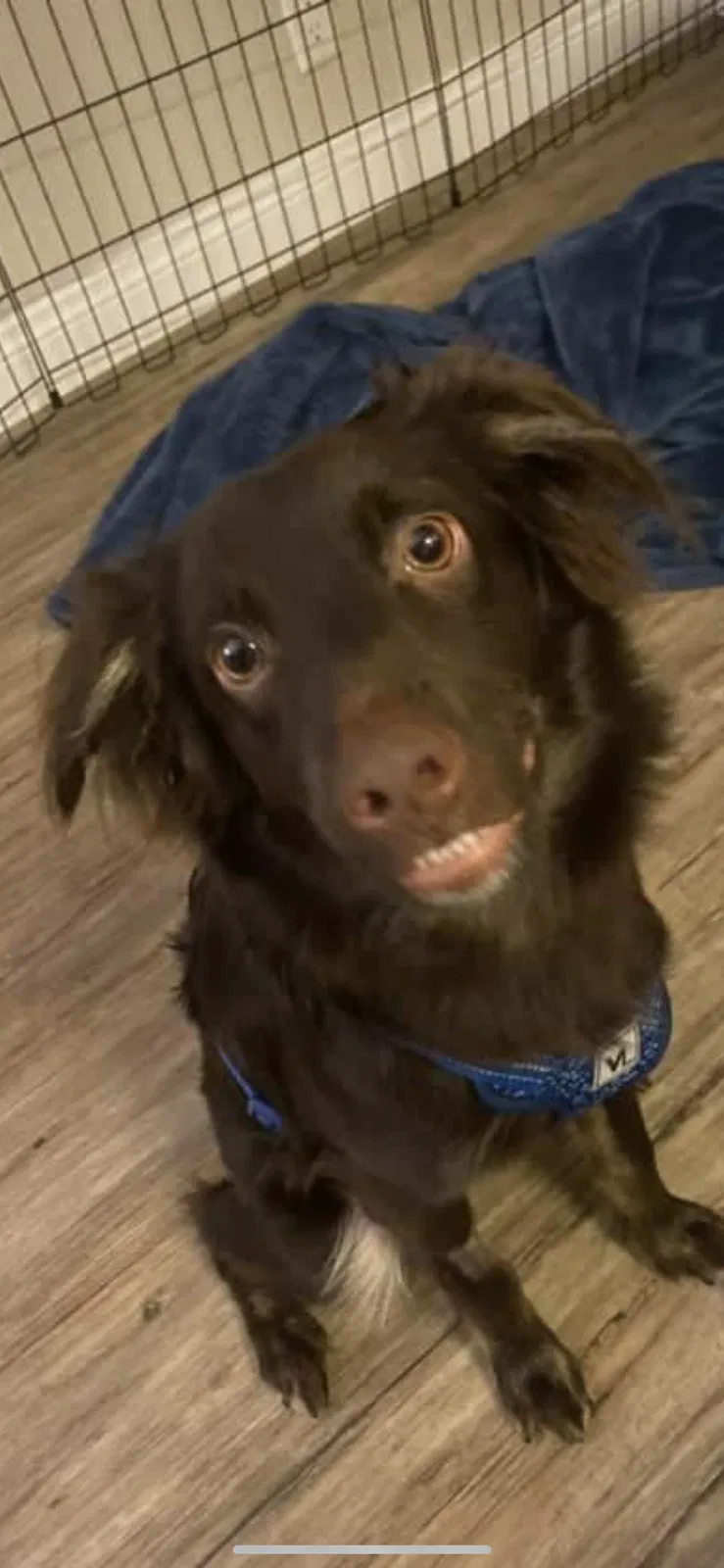 Lost dog in El Cajon, CA, 92020