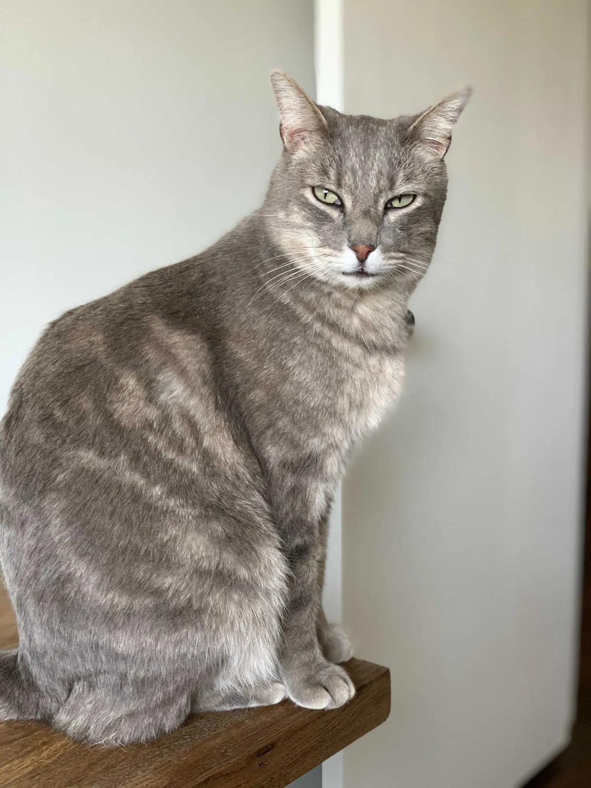 Lost cat in Littleton, CO, 80123