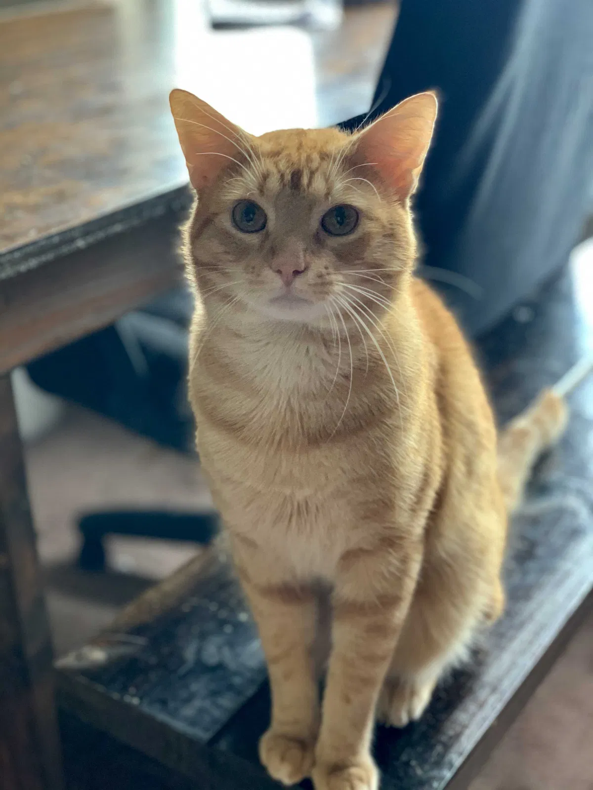 Lost cat in Pensacola, FL, 32506