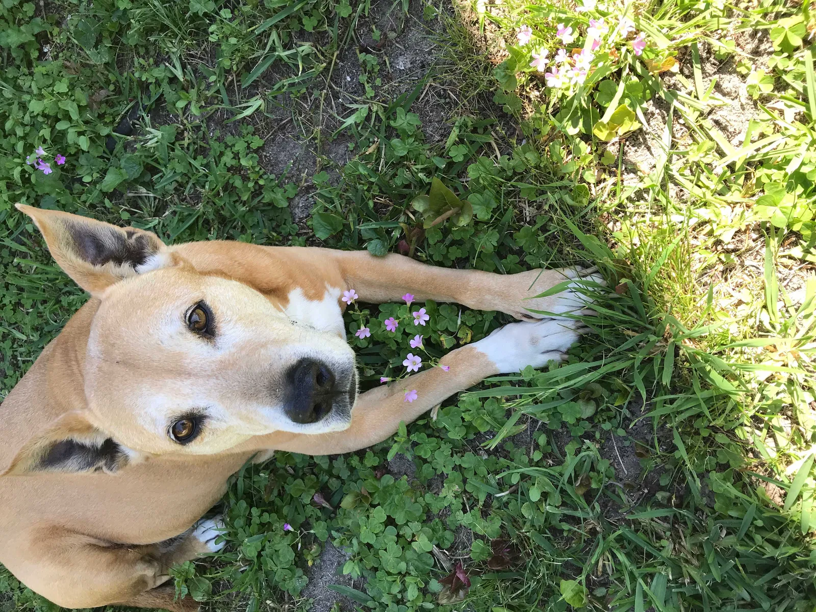 Lost dog in Augusta, GA, 30904