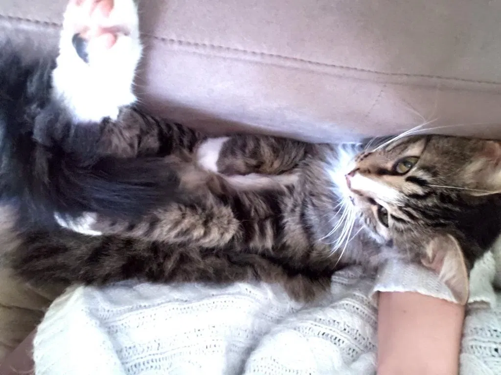 Lost cat in El Cajon, CA, 92021