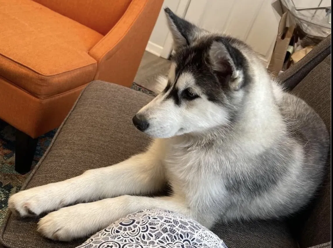 Lost dog in Mundelein, IL, 60060