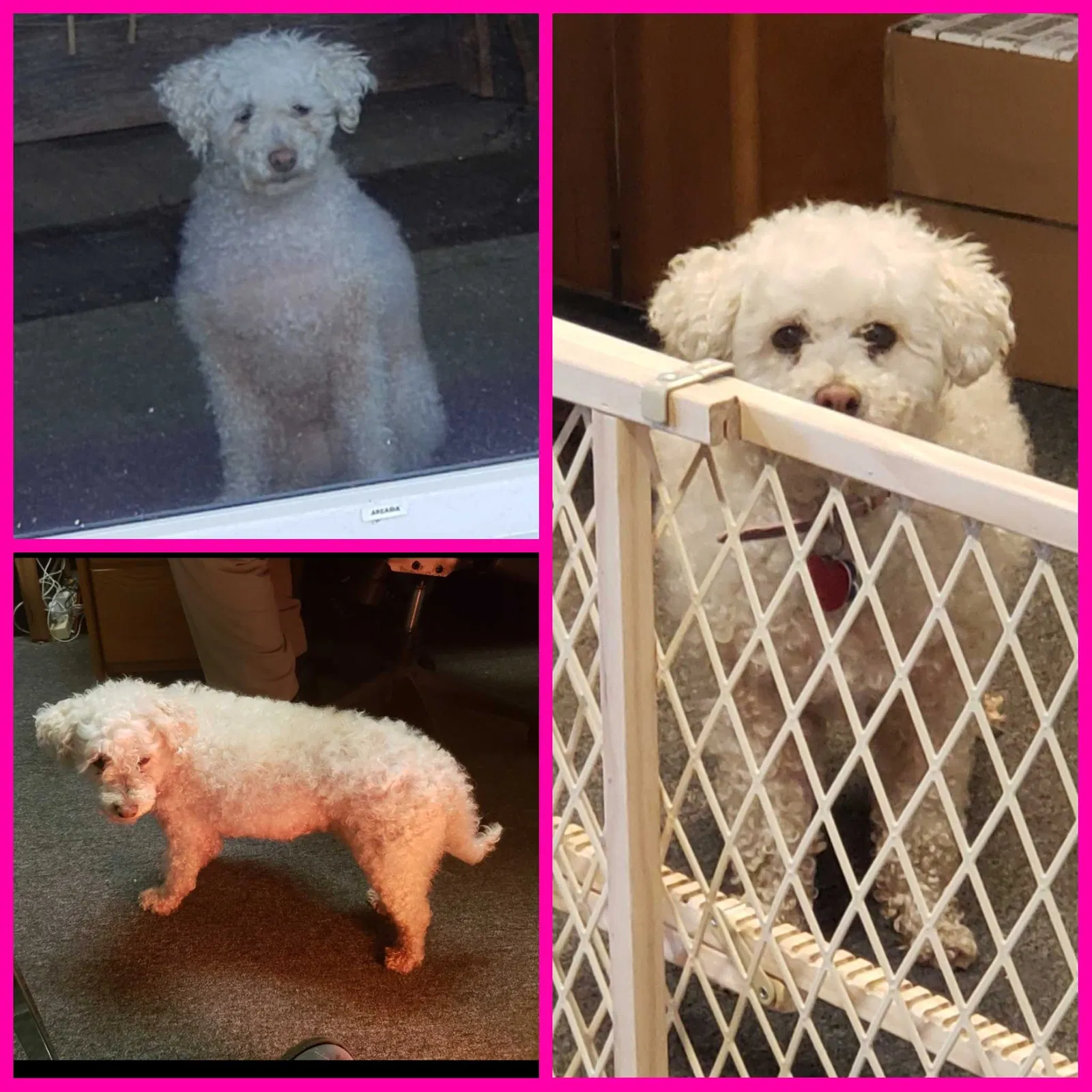 Lost dog in Monroe, WA, 98272