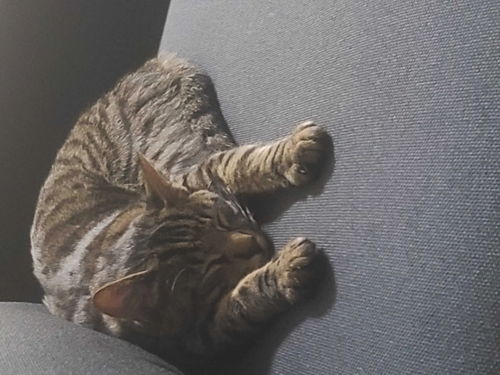 Lost cat in Pearland, TX, 77581