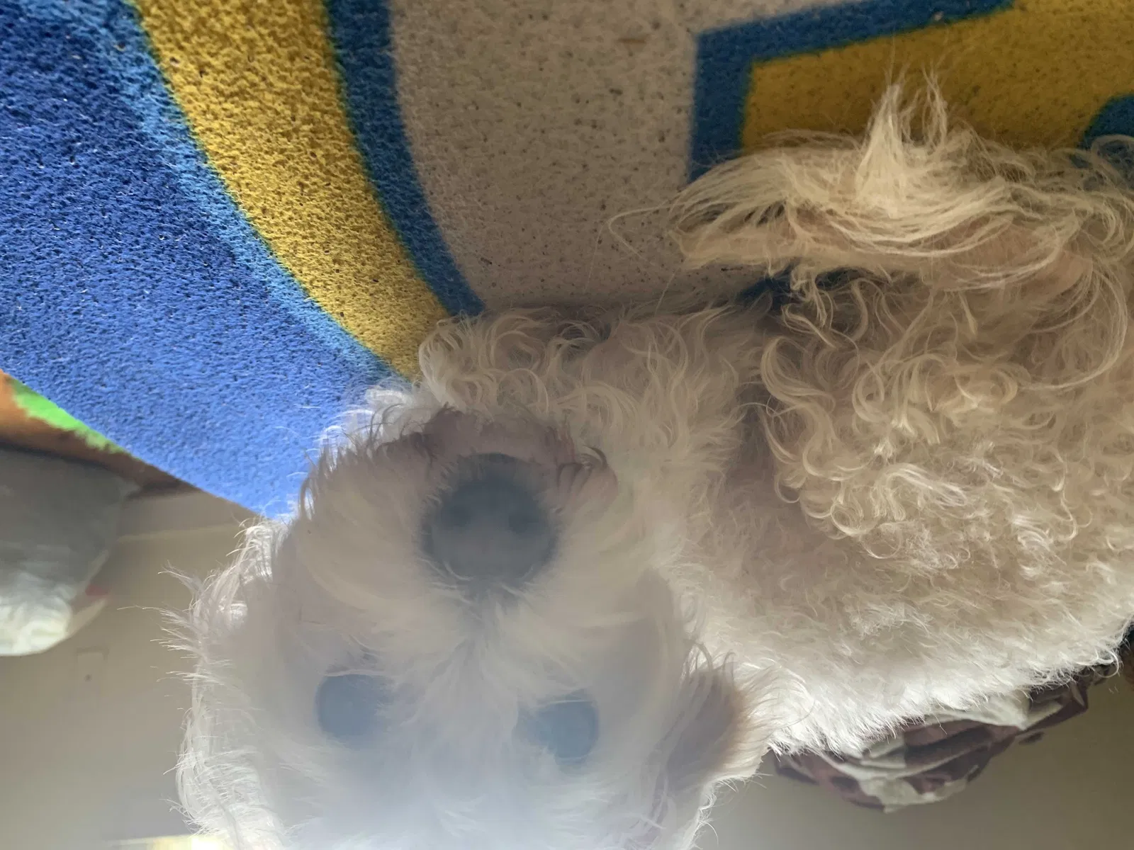 Lost dog in Richmond, VA, 23234