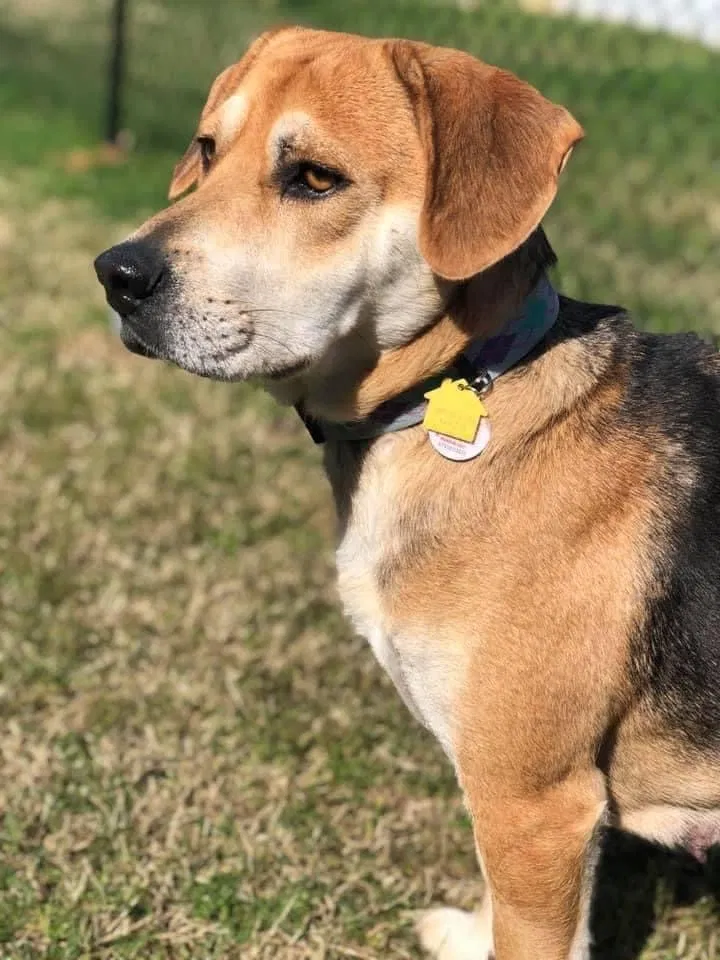 Lost dog in Nashville, TN, 37211