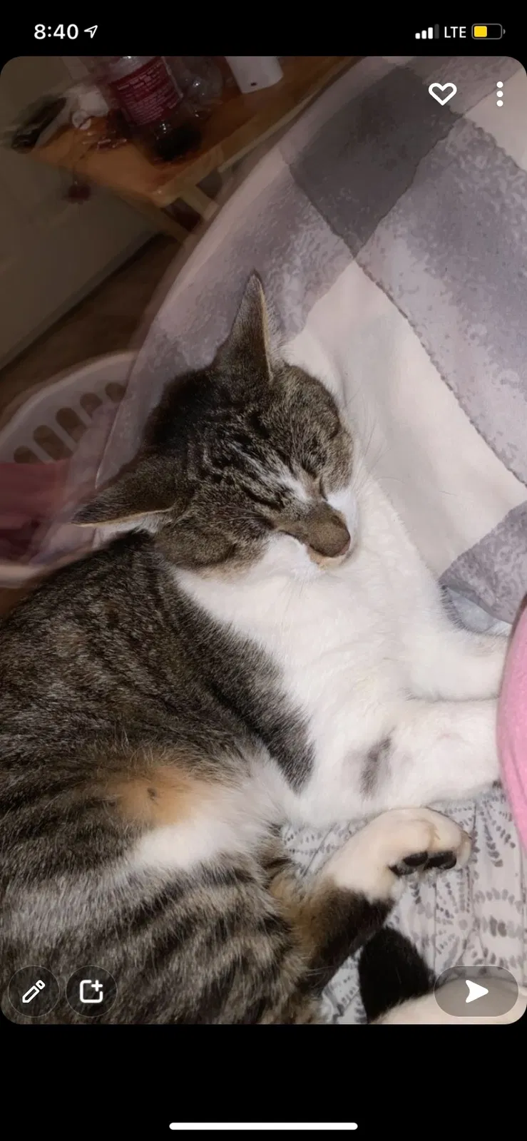 Lost cat in Cottonwood, AL, 36320