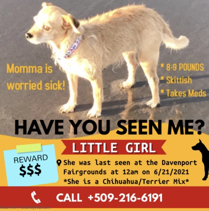 Lost dog in Davenport, WA, 99122