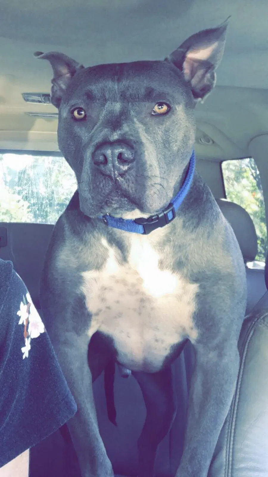 Lost dog in Hixson, TN, 37343