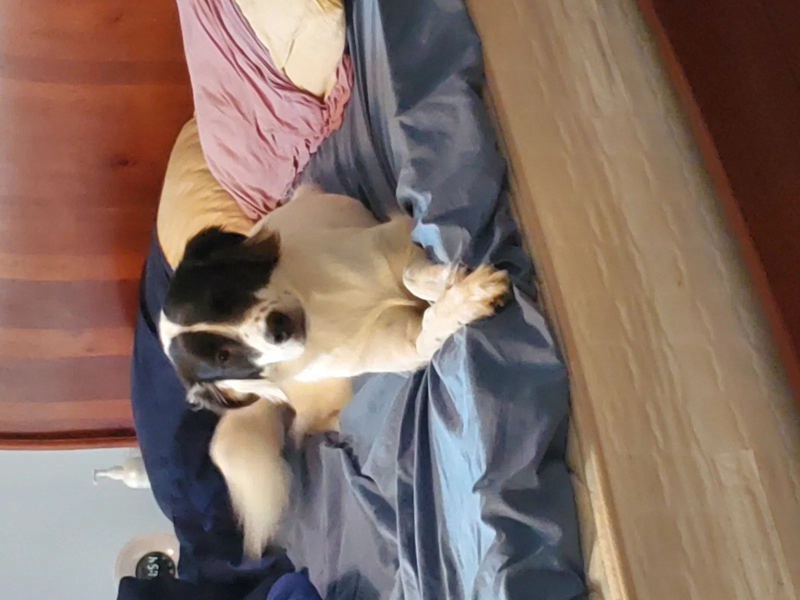 Lost dog in Pflugerville, TX, 78660