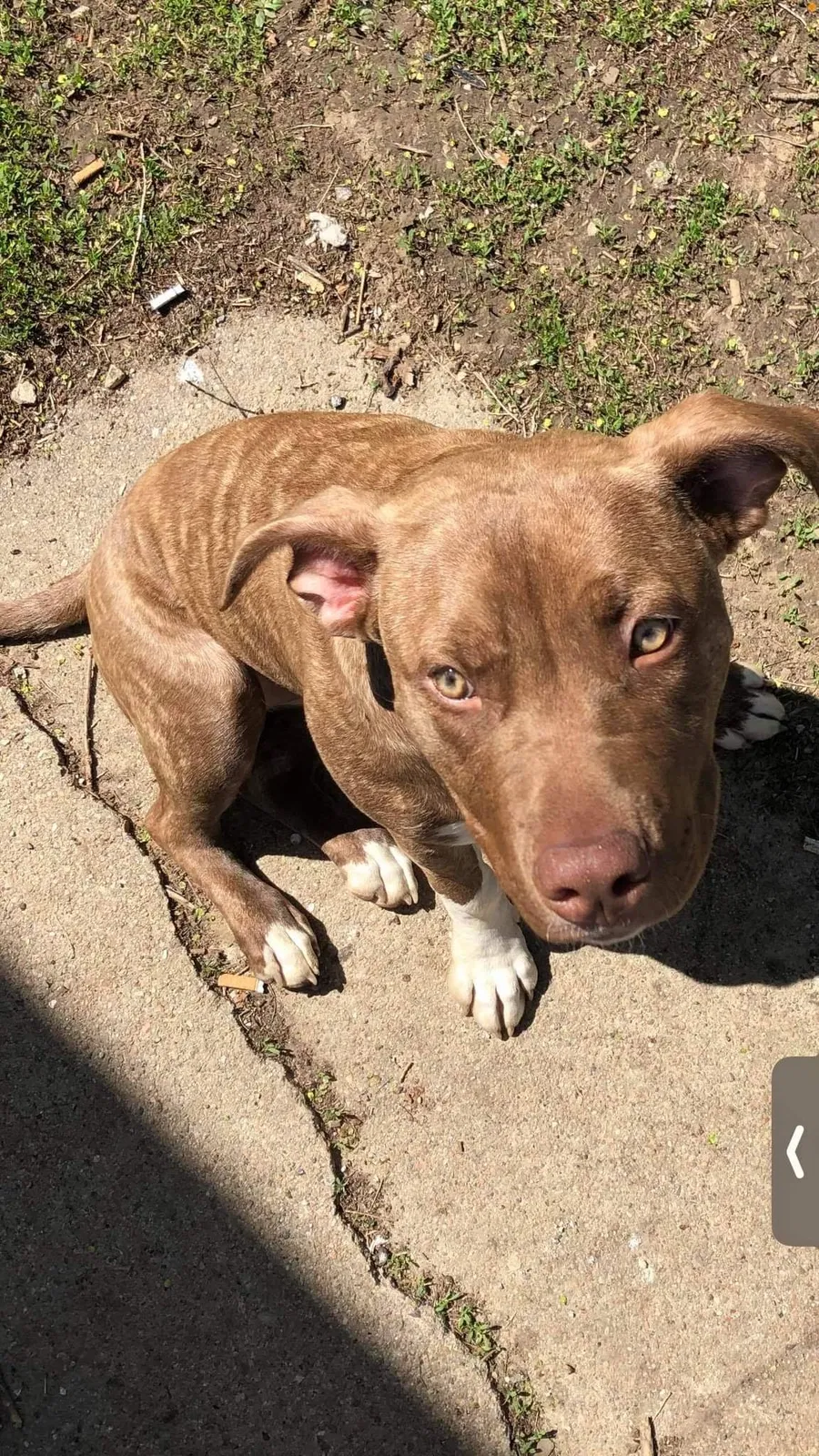 Lost dog in Omaha, NE, 68112
