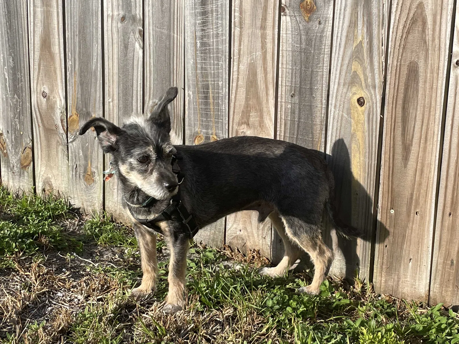 Lost dog in Miami, FL, 33142