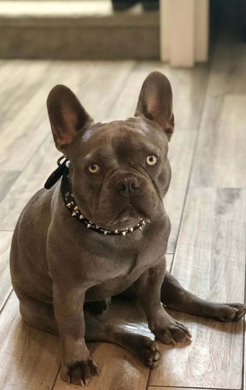 Lost dog in Mira Loma, CA, 91752