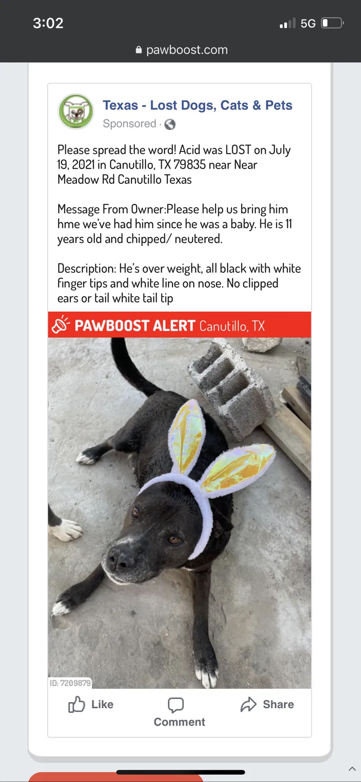 Lost dog in Canutillo, TX, 79835