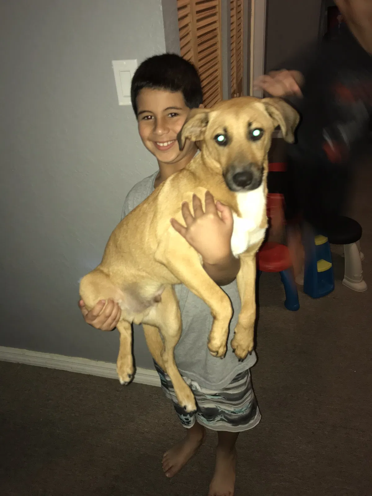 Lost dog in Homestead, FL, 33032