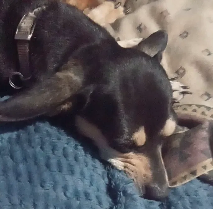 Lost dog in Las Cruces, NM, 88005