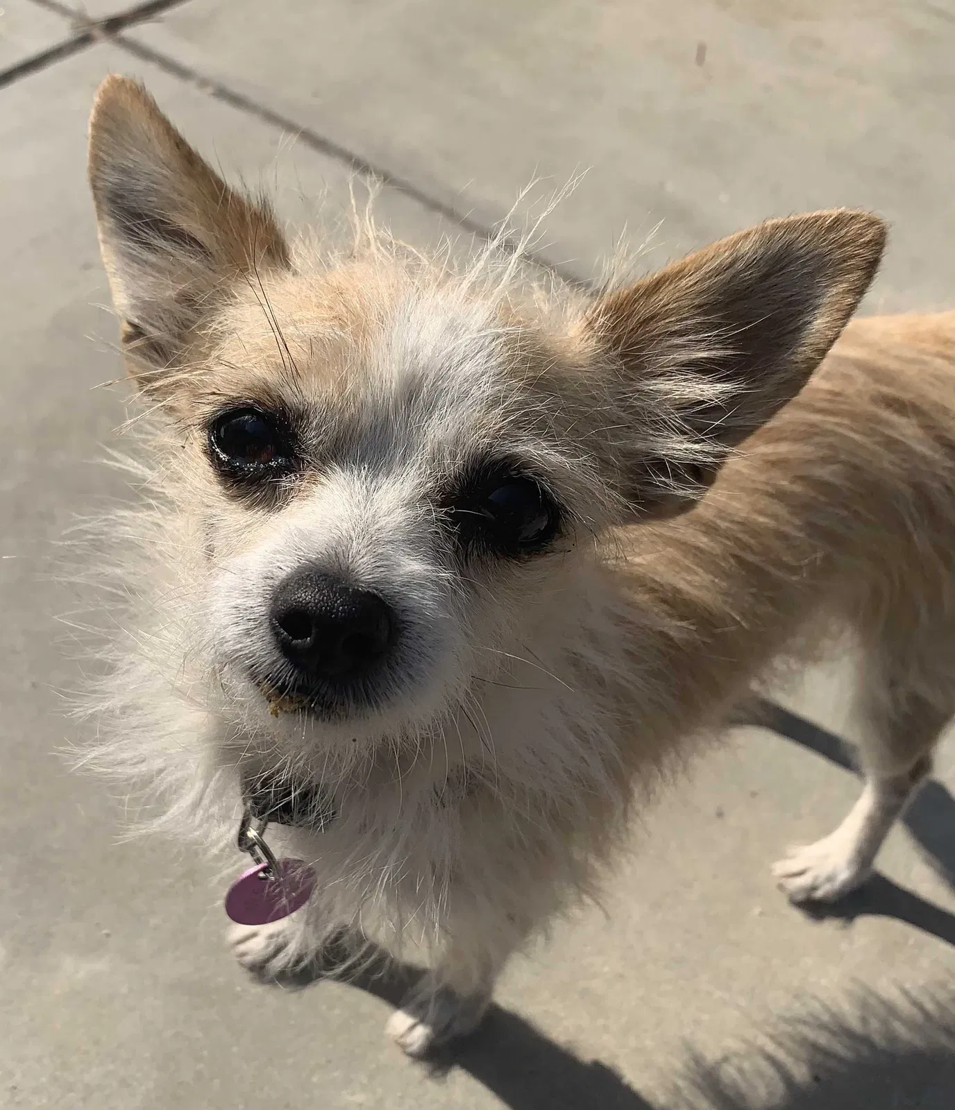 Lost dog in Canyon Country, CA, 91387
