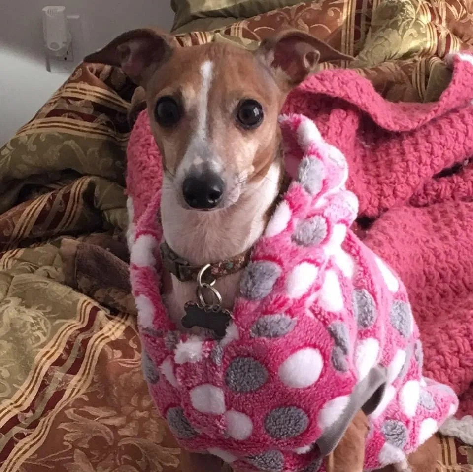 Lost dog in Canton, GA, 30115